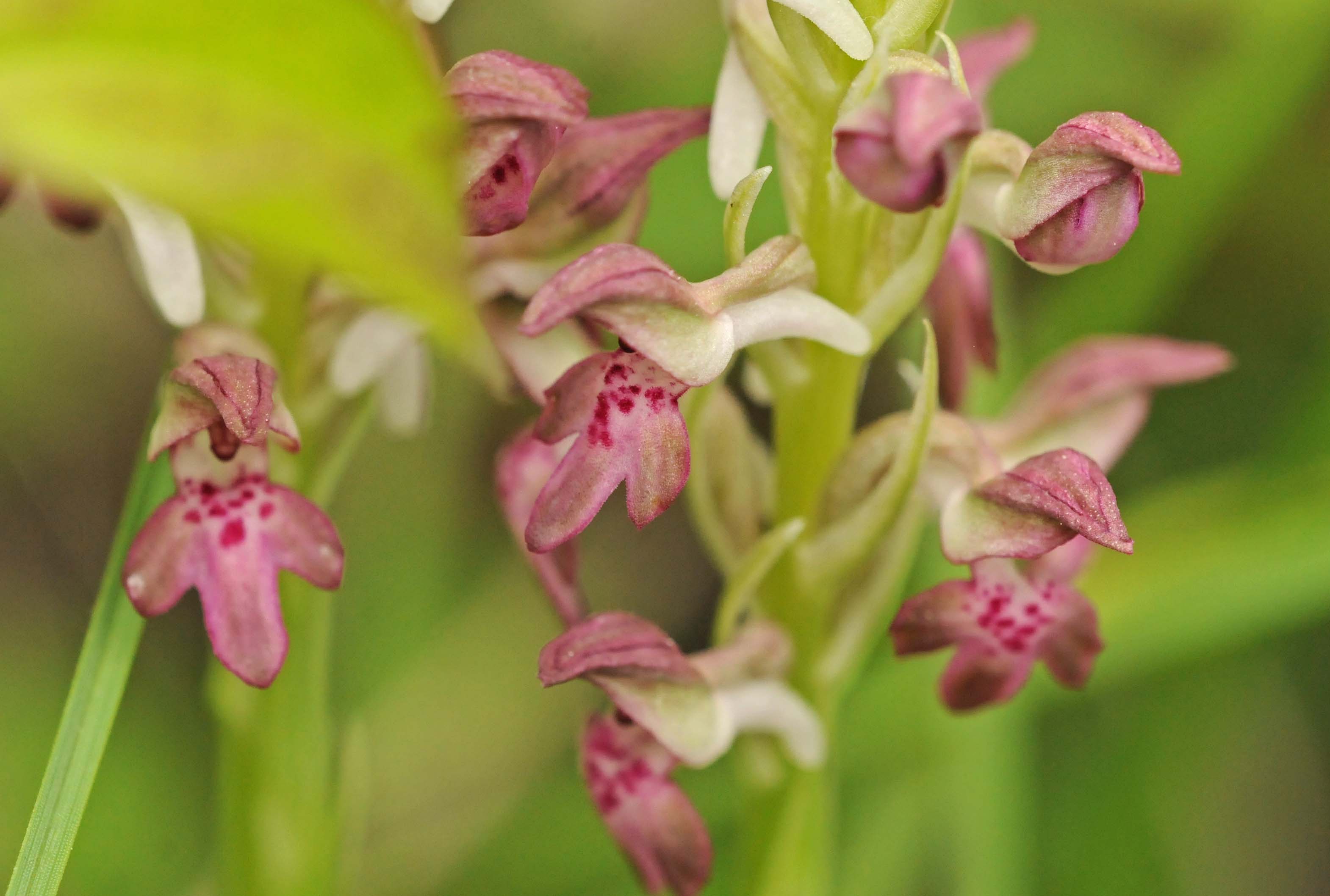 Altra Orchidea da determinare